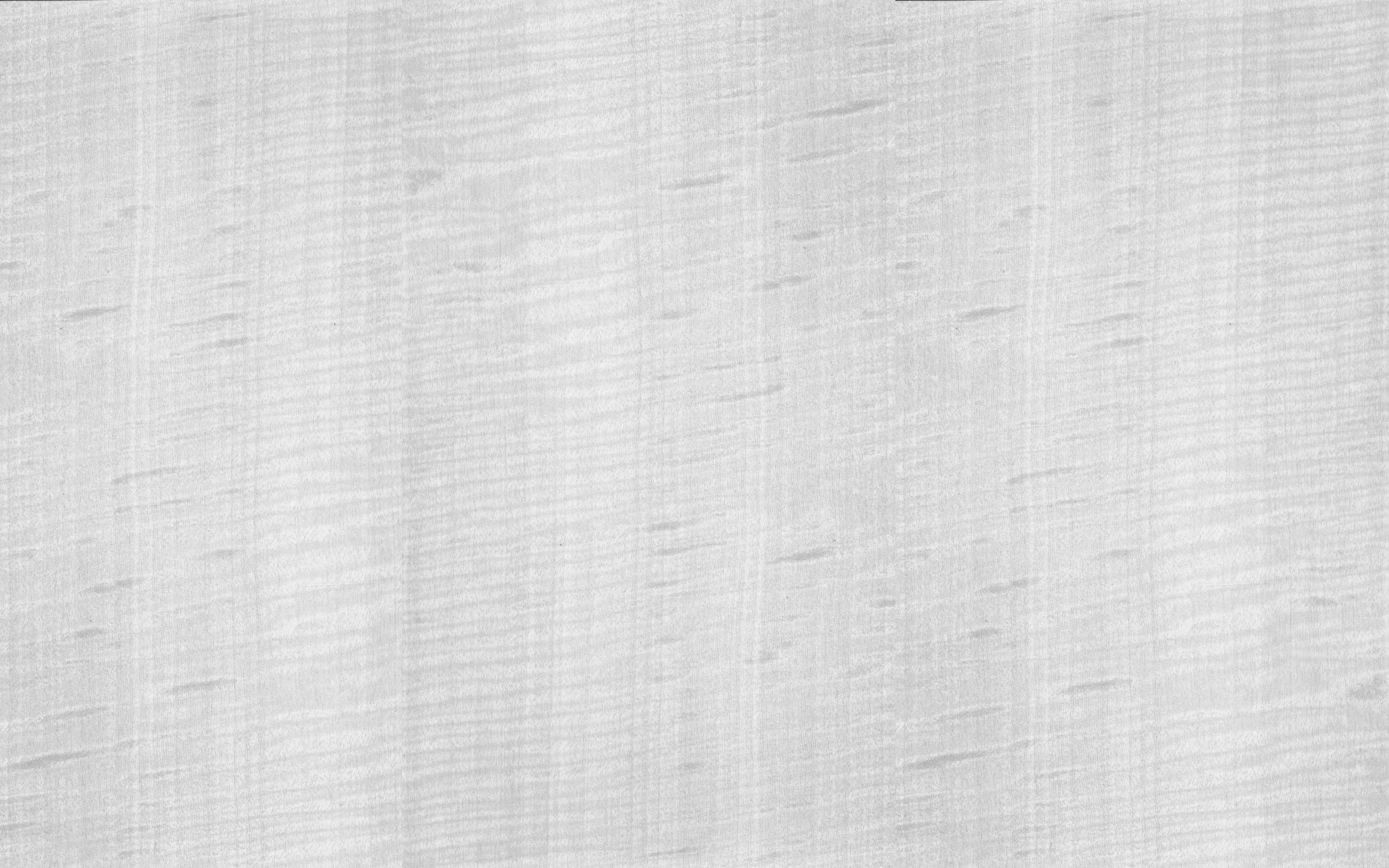 English Sycamore