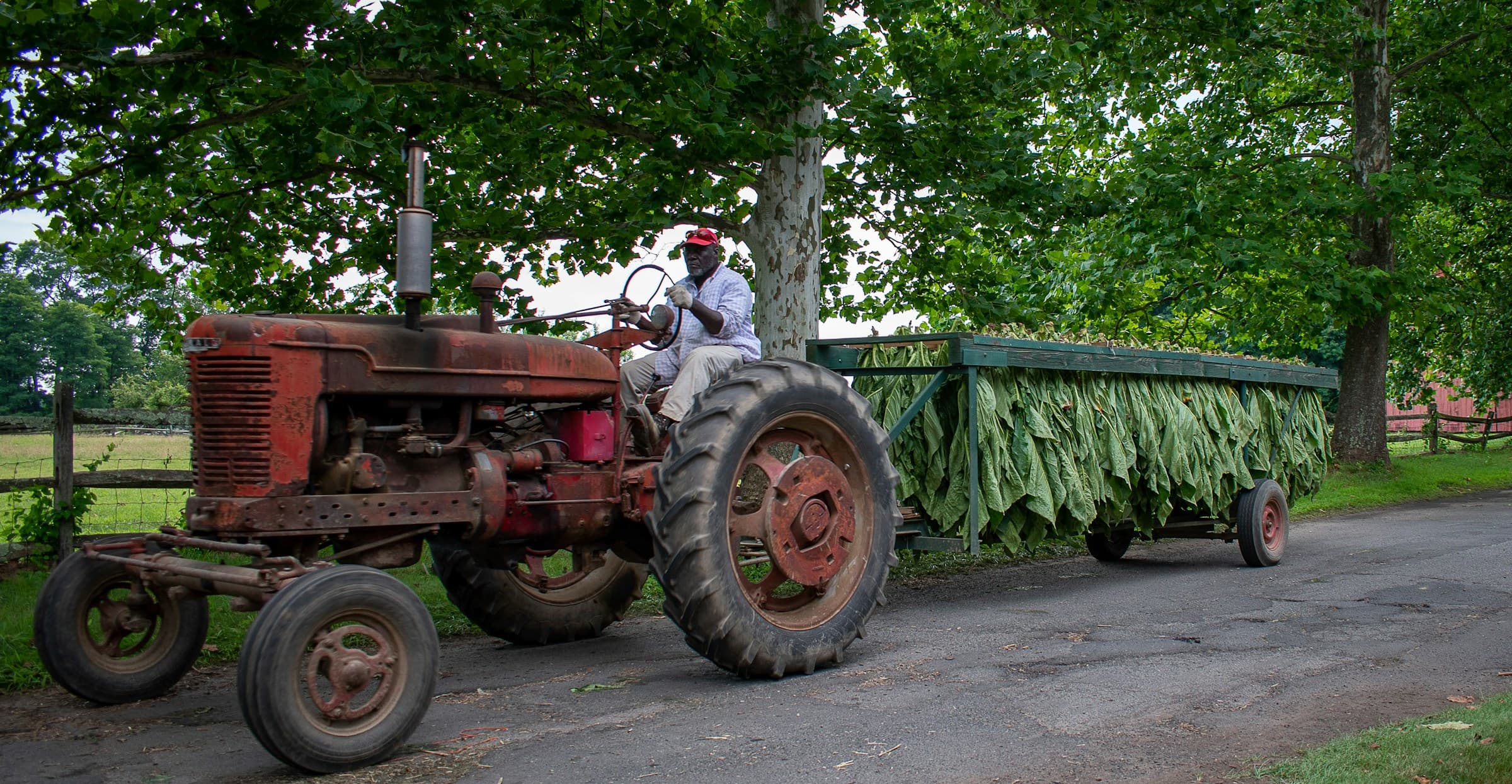 Harvester working a Connecticut tobacco field.
