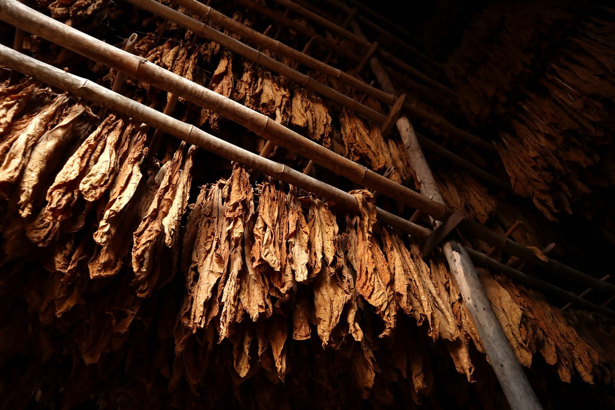 Tobacco leaves hanging inside a curing barn.
