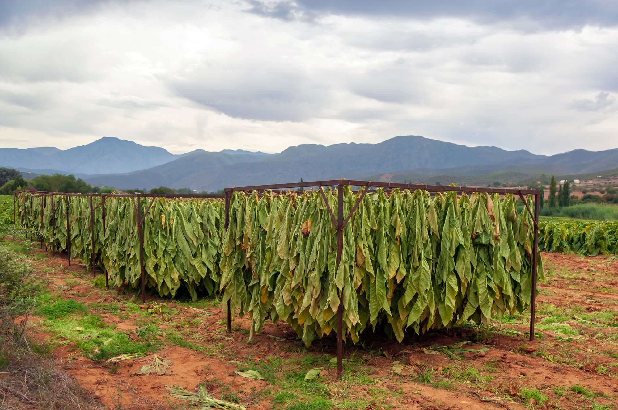 Tobacco on outdoor racks—weather is not a controlled decade.