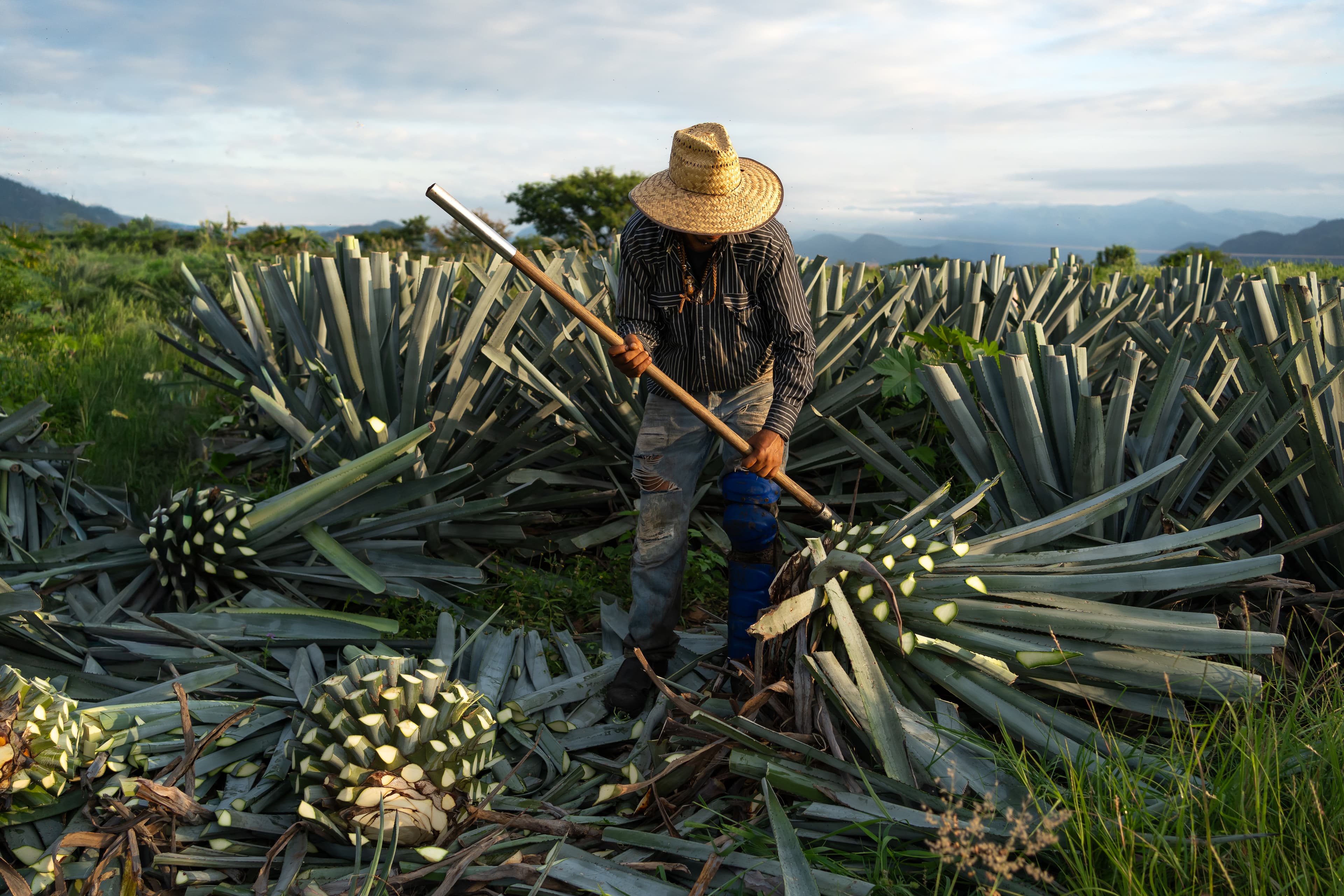 A jimador cutting blue agave in a field, harvested piñas on the ground.