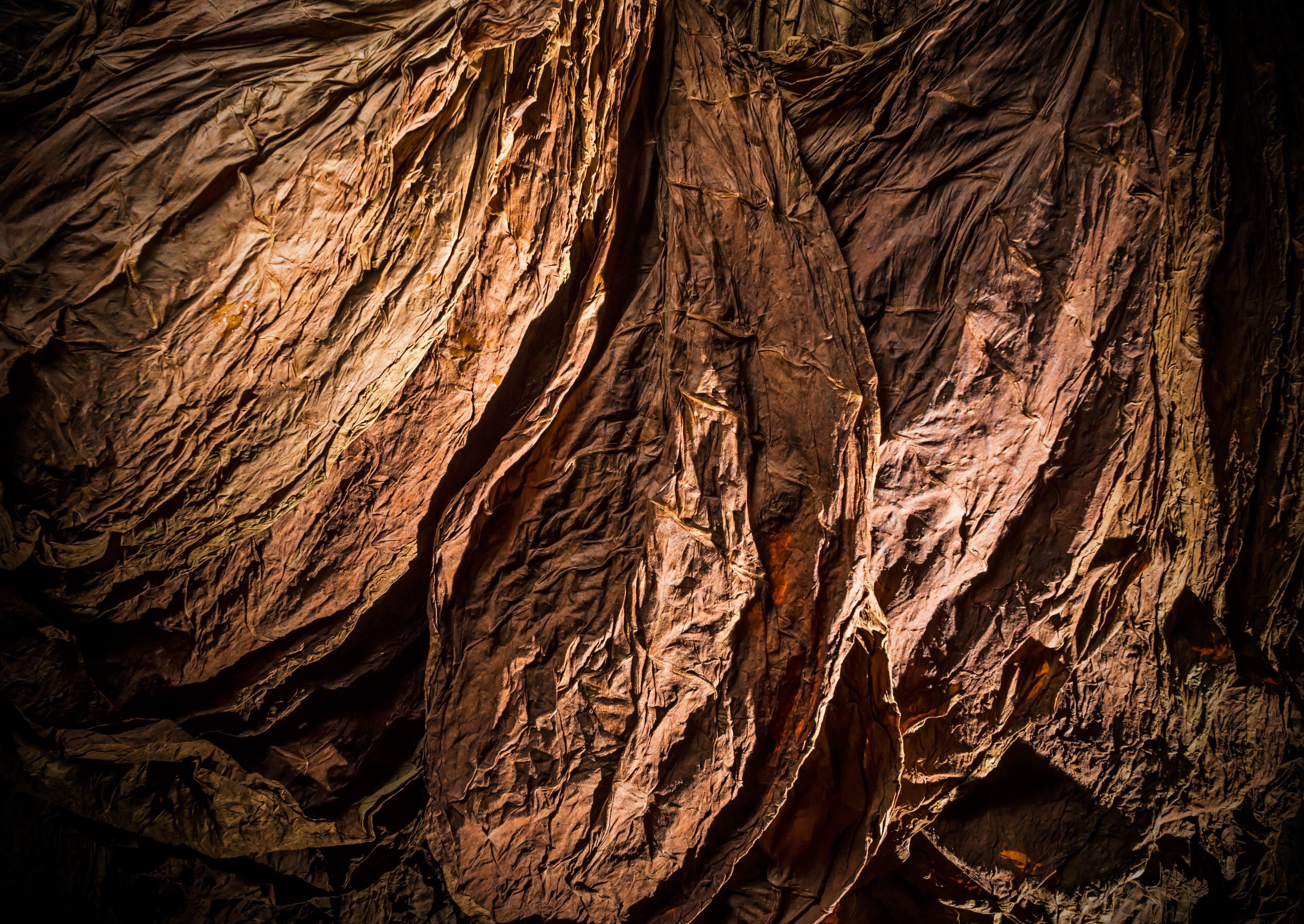 Close-up of air-cured tobacco leaves with veins and golden-brown color.