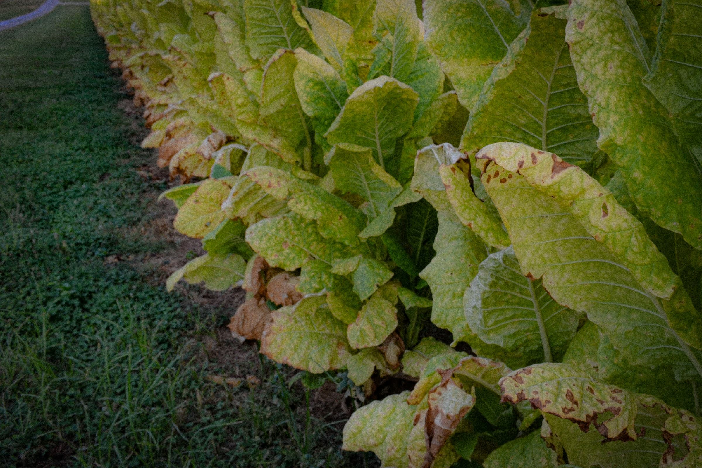 Rows of large green tobacco plants in a field.