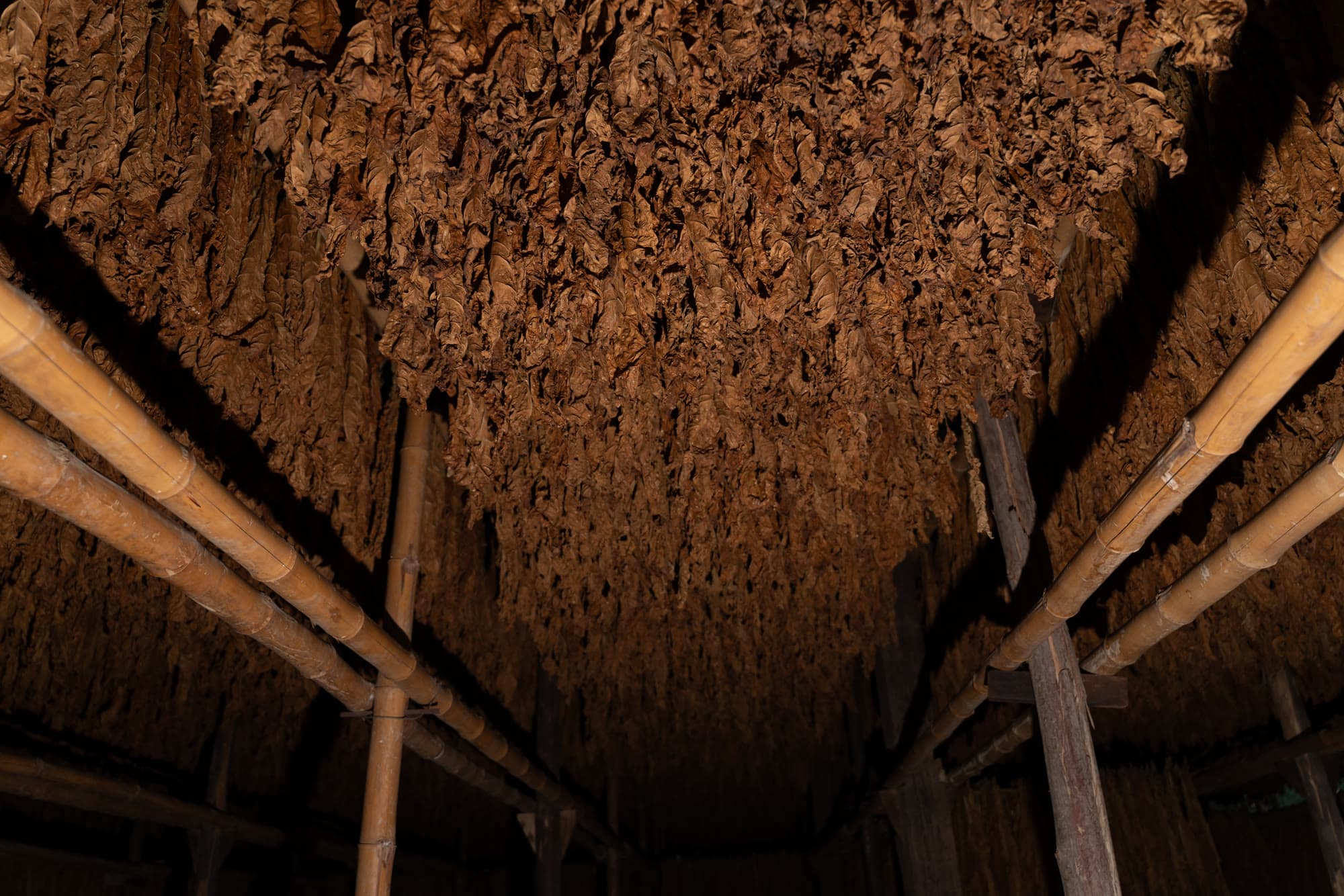 Looking up at tobacco leaves hanging from barn rafters.