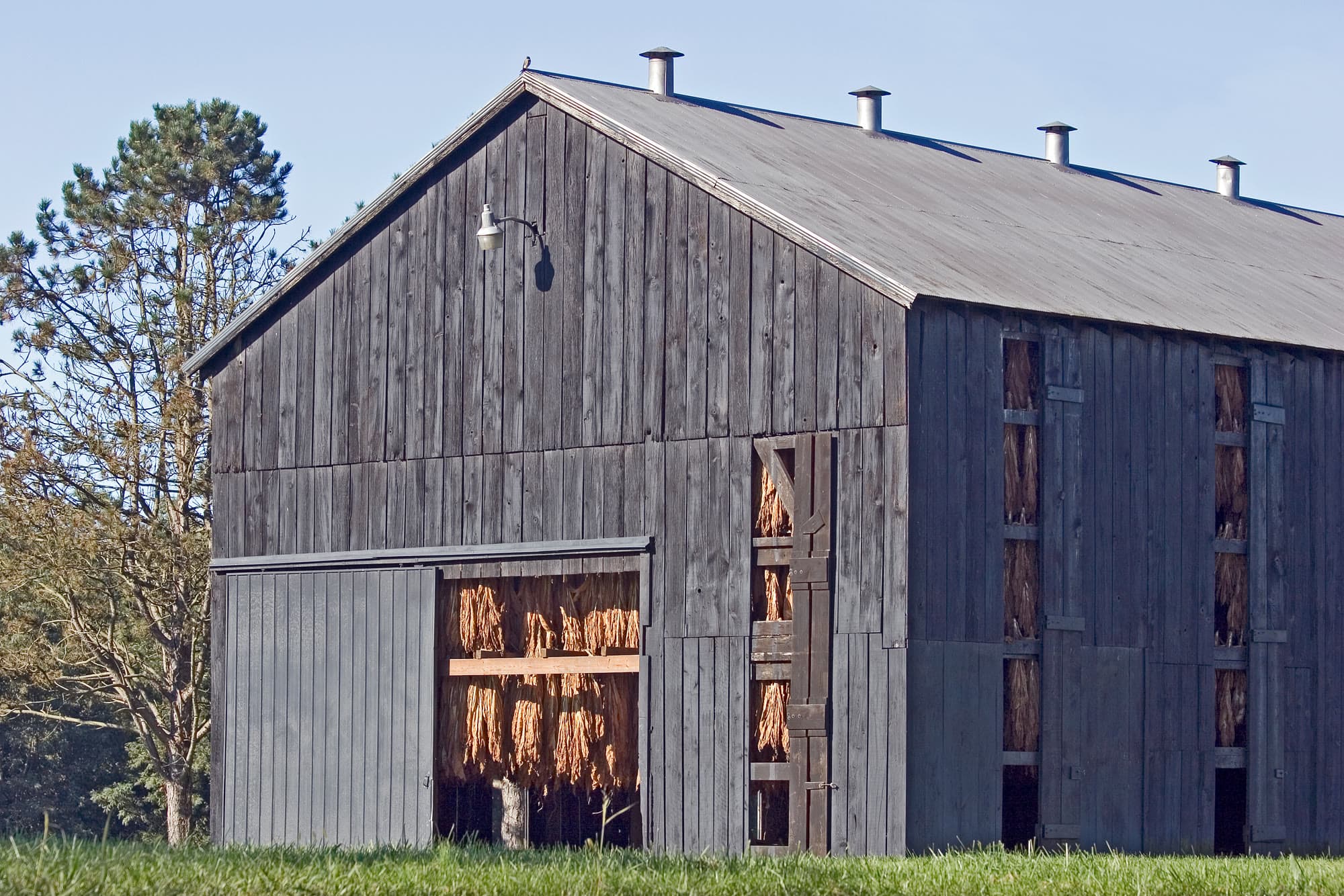 Weathered curing barn with tobacco visible in the doorway.