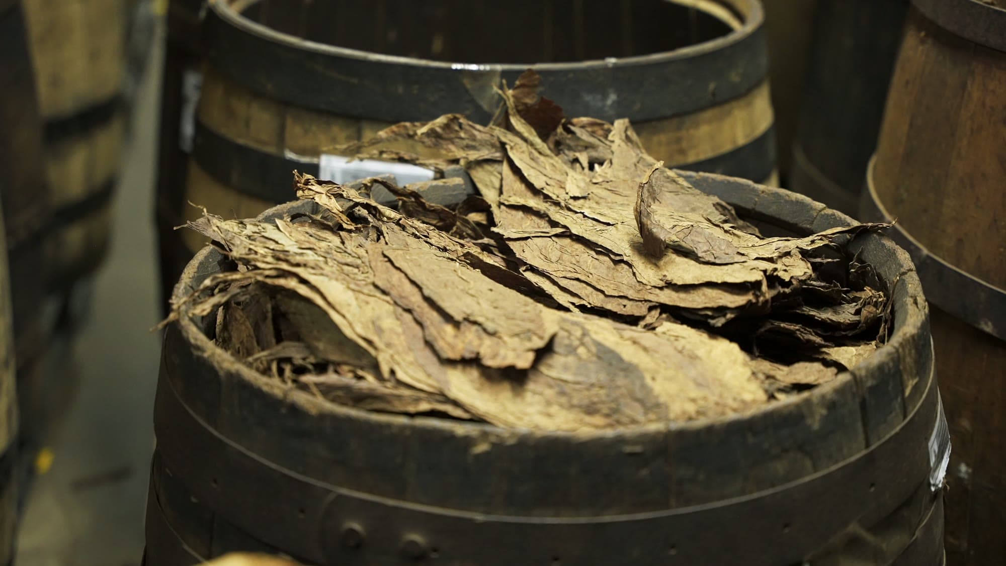 Cured tobacco leaves packed in wooden aging barrels.