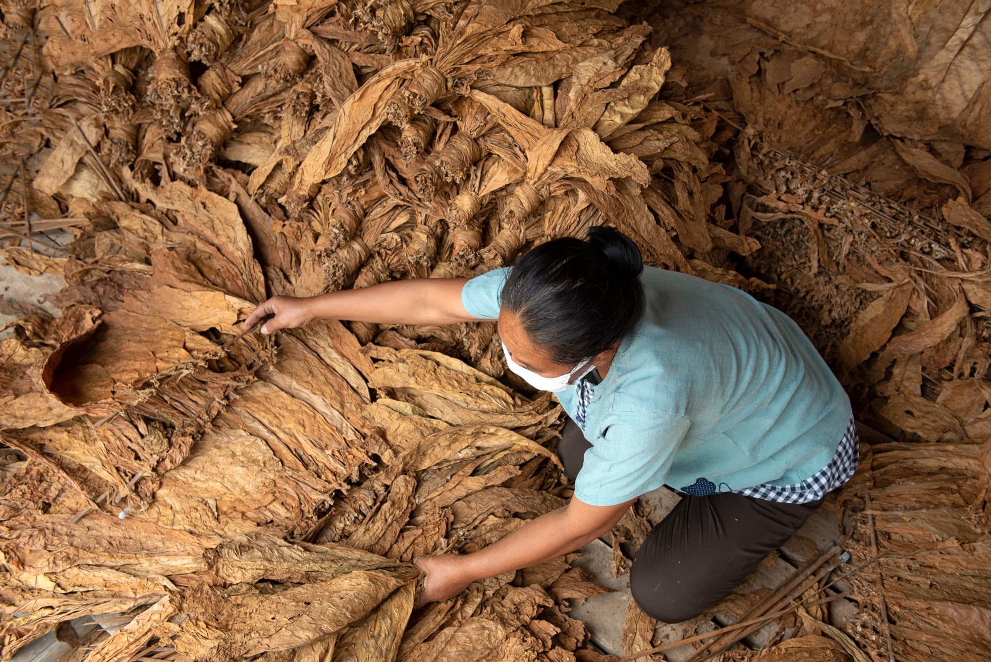 Worker sorting tied tobacco hands on a warehouse floor.