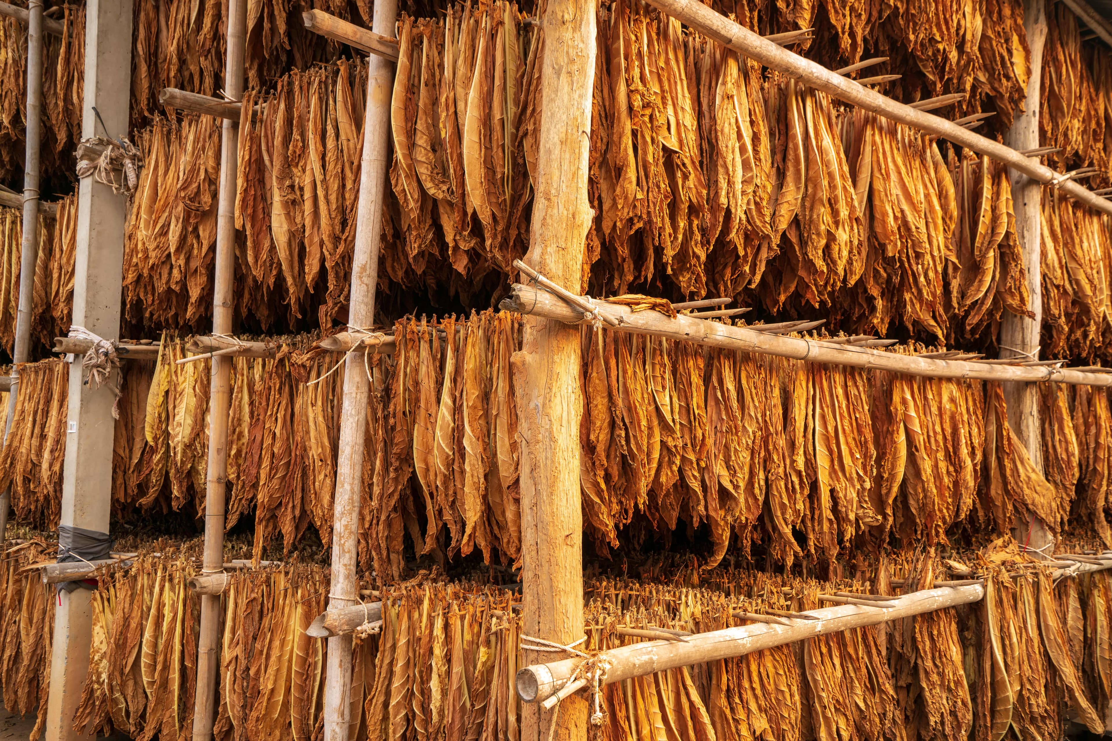 Tobacco leaves hanging in wooden racks inside a curing barn.